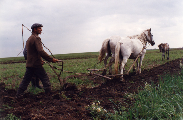 horse-drawn plow